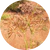 100 % Cyperus Rotundus