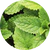 Pepparmyntsextrakt