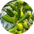 Olivextrakt